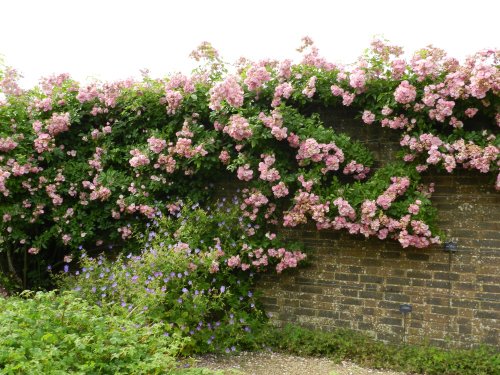 Wakehurst Place 24 June 2011