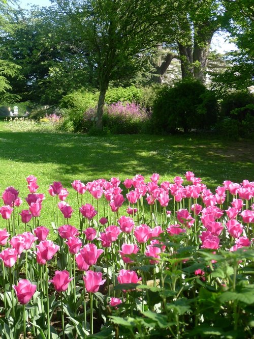 Tulip Garden, Constable Burton Hall Gardens