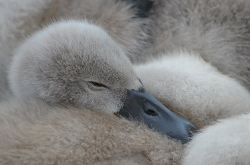 Sleepy Cygnet at Watermead Park