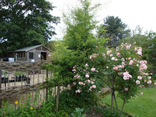 East Lambrook Manor, June 2009