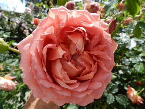 Bodnant Garden, June 2011