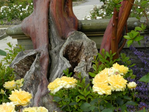 Bodnant Garden, June 2011