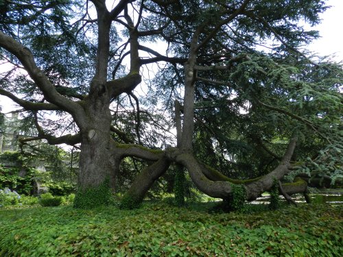 Bodnant Garden, June 2011