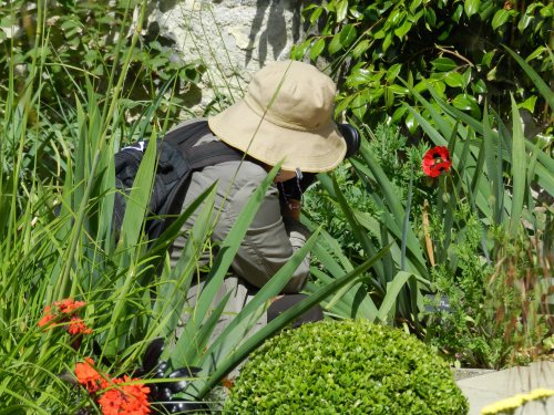 Bodnant Garden, June 2011