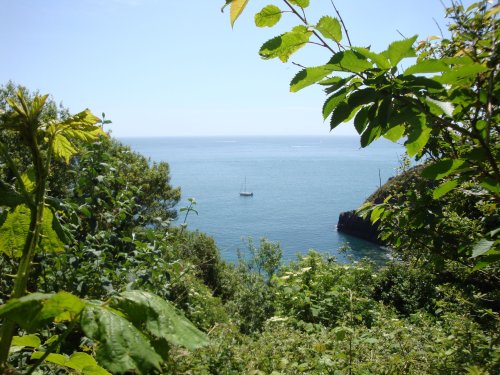 Coleton Fishacre, June 2009