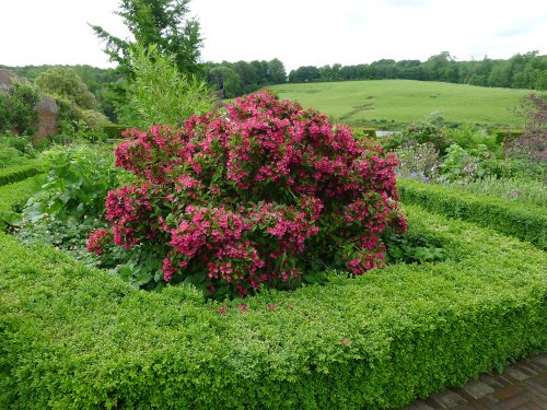 Culpeper Garden, Leeds Castle