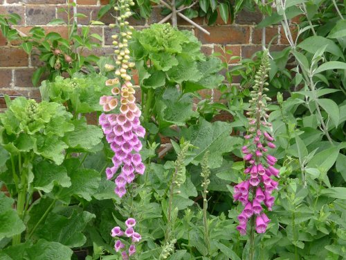 Foxgloves, Culpeper Garden, Leeds Castle