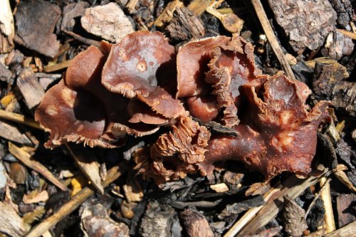 It's All This Rain, Fetcham Fungi