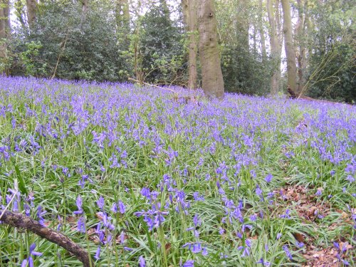 Bluebells