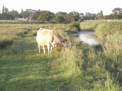 Evening on Carlton Marshes