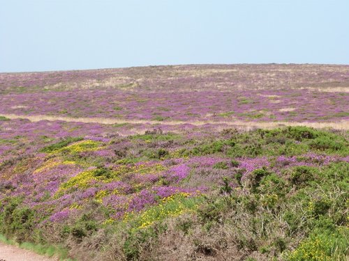 Quantock Hills