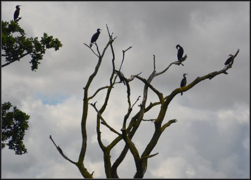 Collection of Cormorants, Great Doddington.