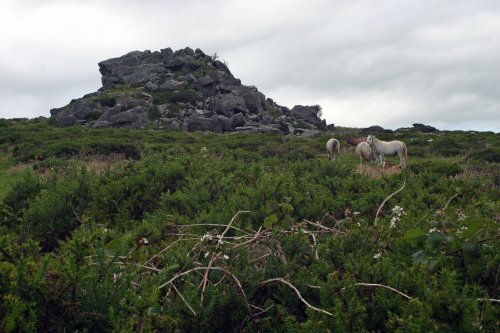 Wild Welsh Ponies in the Preseli Mountains