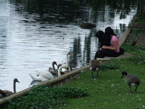 Melbourne Hall pond