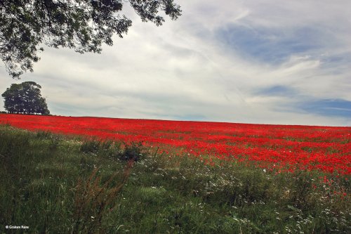 Stour Valley Summer, Blandford Forum.