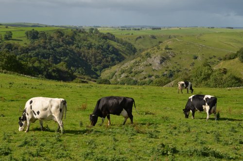 View over Nabs Dale