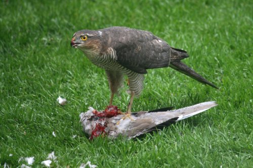 Sparrowhawk in Gateshead.