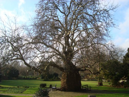 Oriental Plane at Westgate Gardens