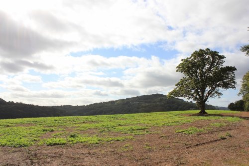 The Lone Tree.