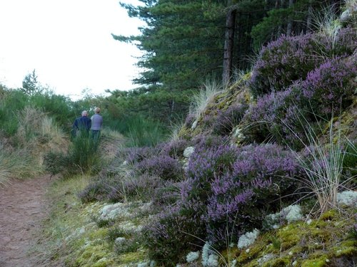 Tentsmuir forest