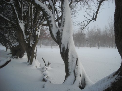 Snow tree