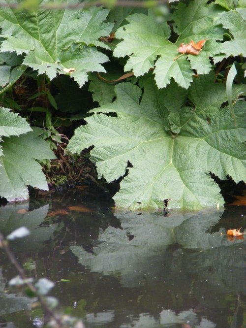 Gunnera, Bushey Park, London