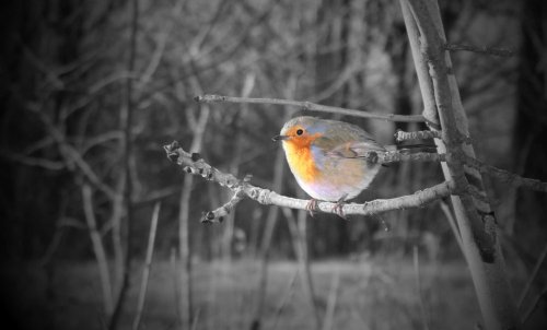 Robin enjoying the Peaks