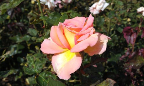 Rose Garden at Hever Castle