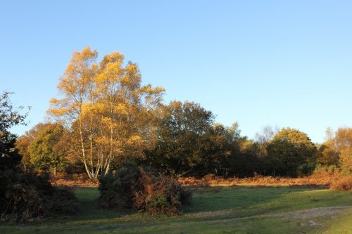 Headley Heath.