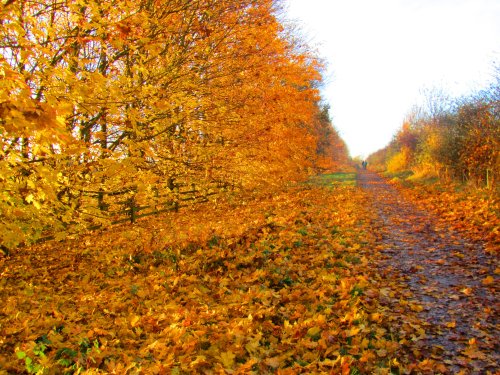 Autumn in Shipley Country Park