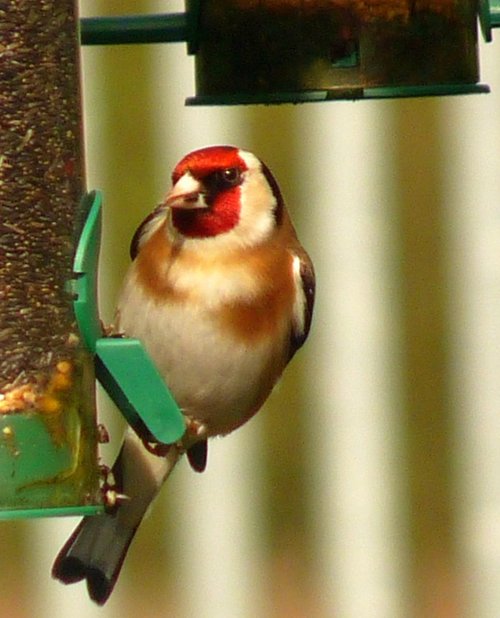Goldfinch feeding in our Thurmaston garden