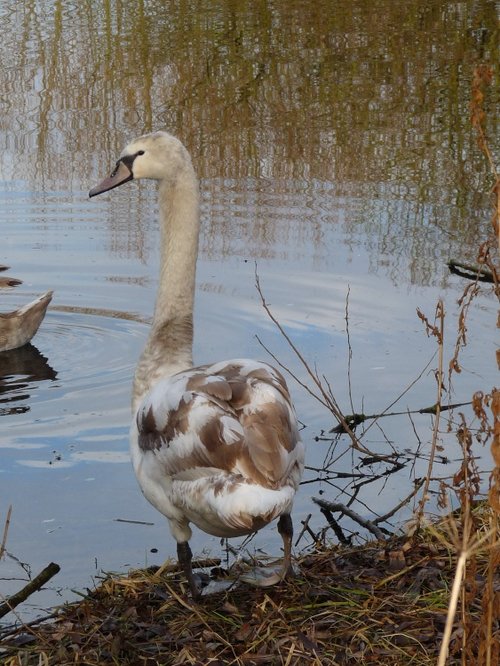 A young swan on the river Soar at Thurmaston