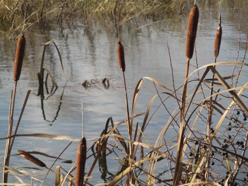 Irthlingborough floods