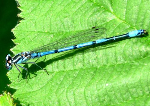 A damselfly near the river Soar Thurmaston