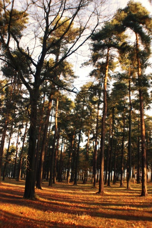 Cannock Chase