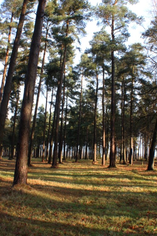 Cannock Chase