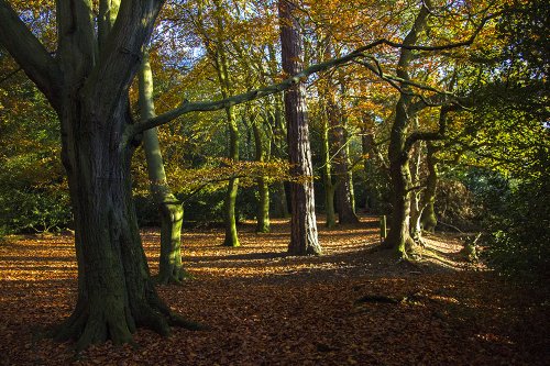 Late Afternoon Sun in Holly Hurst woods, Sutton Park