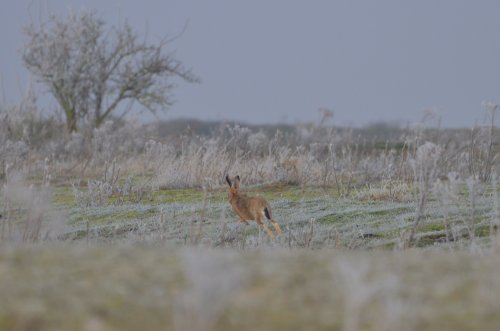 Snettisham runner!