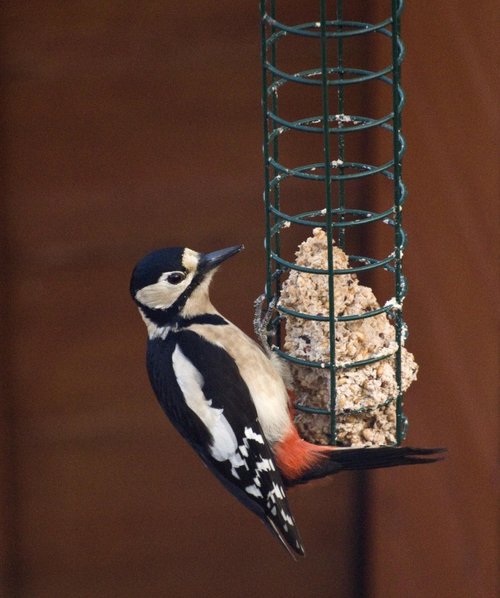 Woodpecker