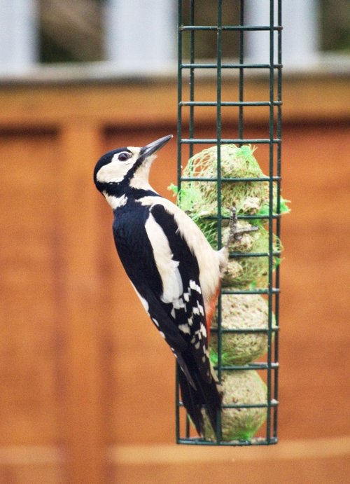 Woodpecker 1 13-1-13