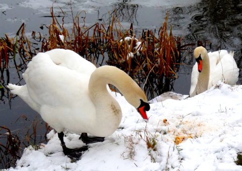 Winter in Watermead