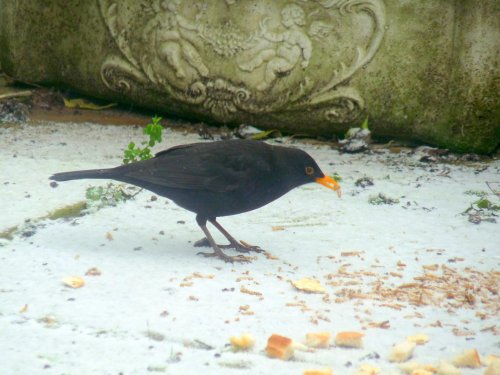 Feeding time in our Thurmaston garden