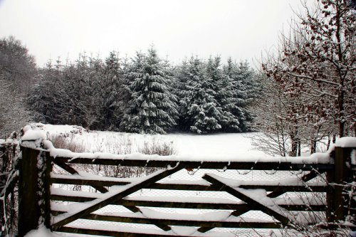 Snowy Hartshill