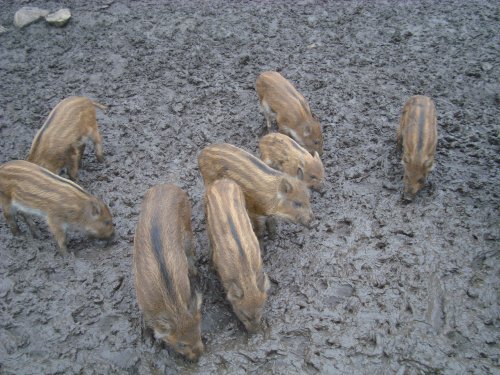 A piglets at the Wild Boar Park