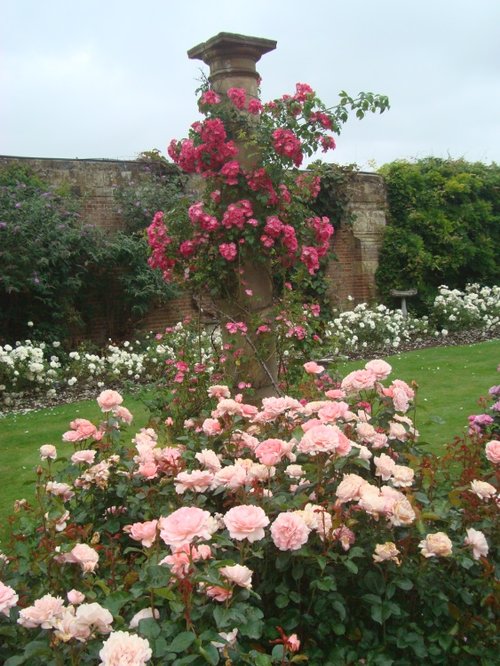 Rose Garden