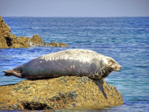 Seal at St Ives, Cornwall