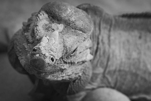 Colchester Zoo,  Rhinoceros Iguana