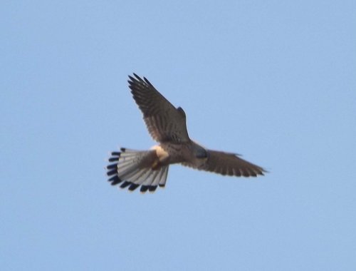 Kestrel, Keston