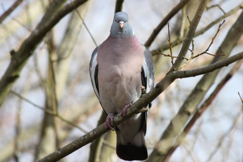 Wood Pigeon at Astbury Mere