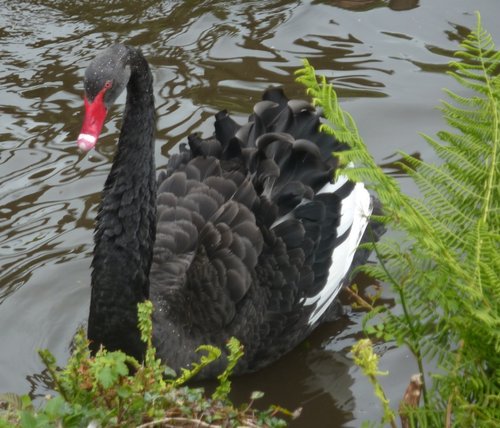 Canonteign birdlife